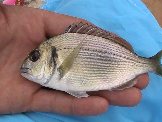 incep sa apara pesti din franta - 2013-08-14-171900-2.jpg